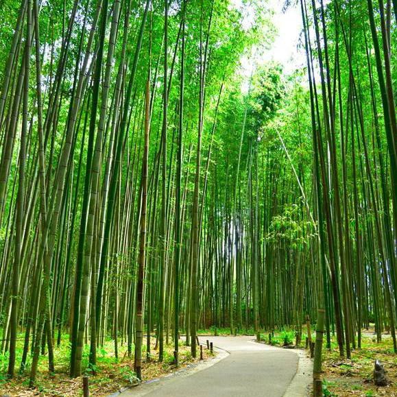 Detail Background Pohon Bambu Nomer 4