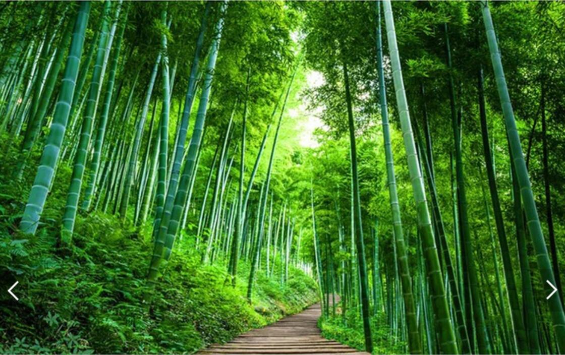 Detail Background Pohon Bambu Nomer 30