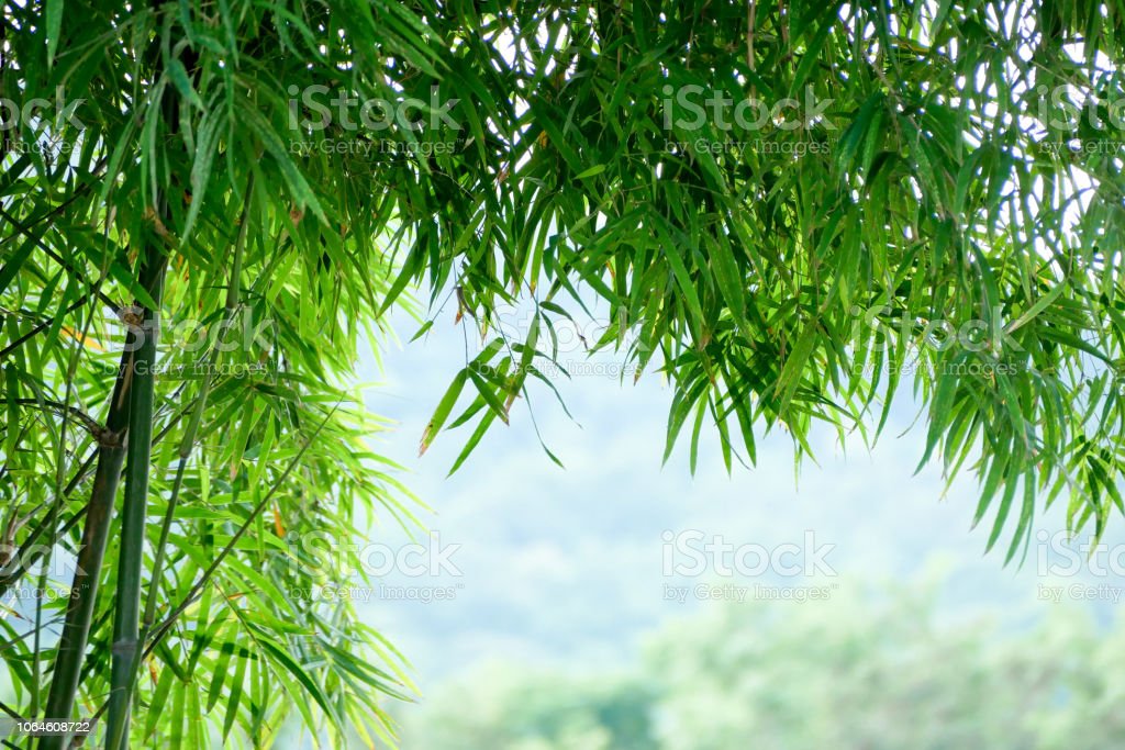 Detail Background Pohon Bambu Nomer 40