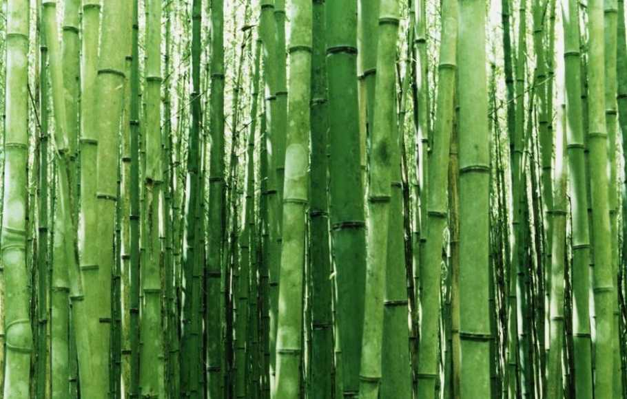 Detail Background Pohon Bambu Nomer 41