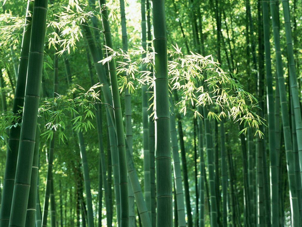 Detail Background Pohon Bambu Nomer 6