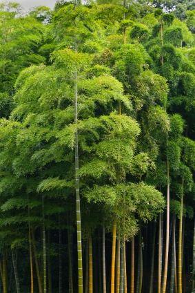 Detail Background Pohon Bambu Nomer 47