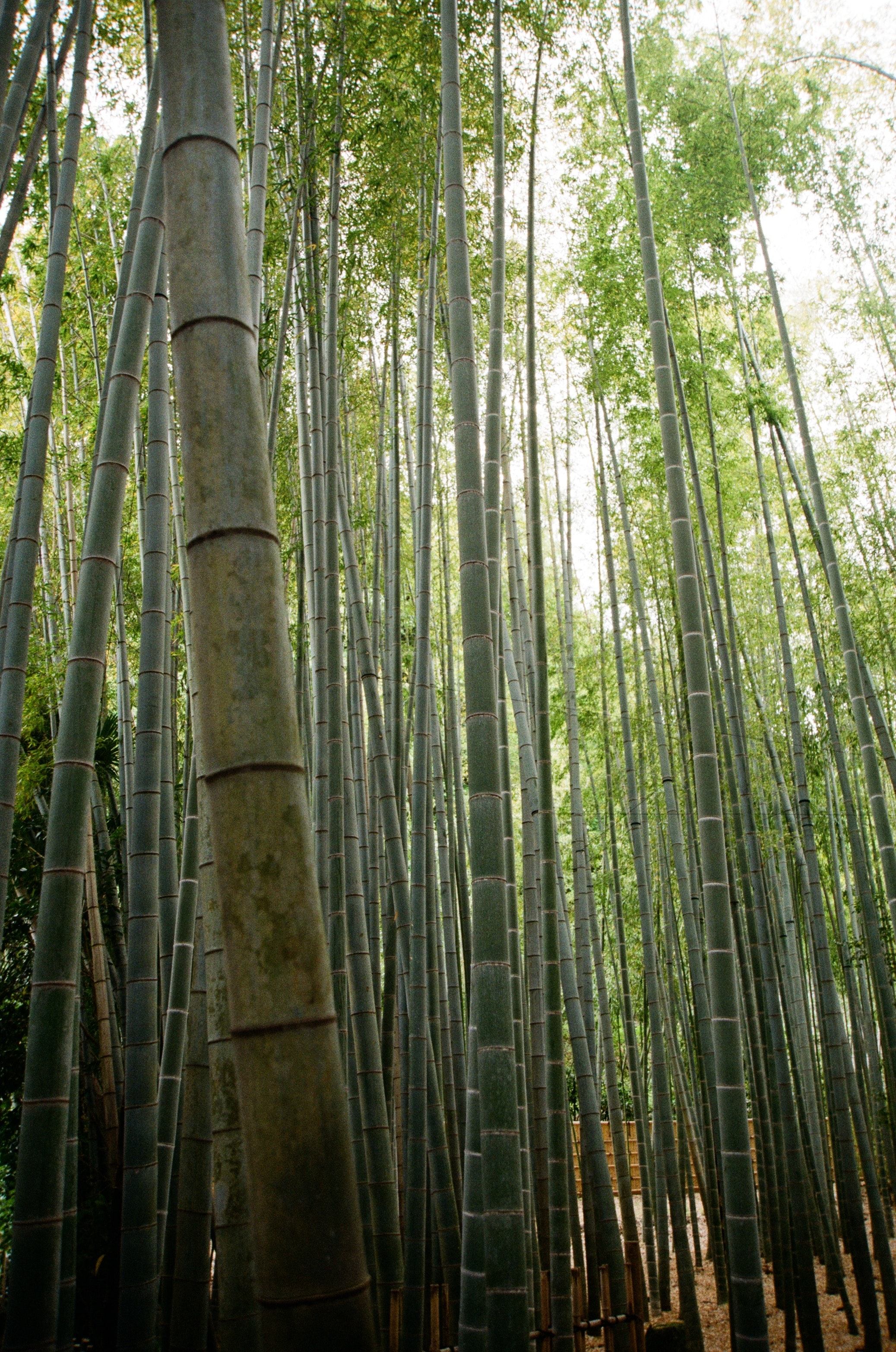 Detail Background Pohon Bambu Nomer 52