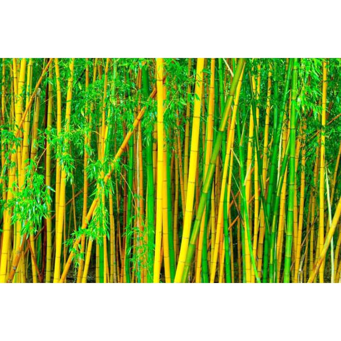 Detail Background Pohon Bambu Nomer 55