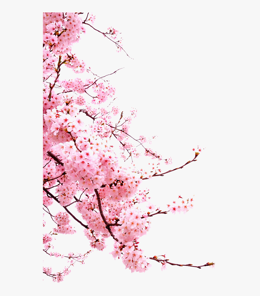 Detail Background Pohon Sakura Nomer 16