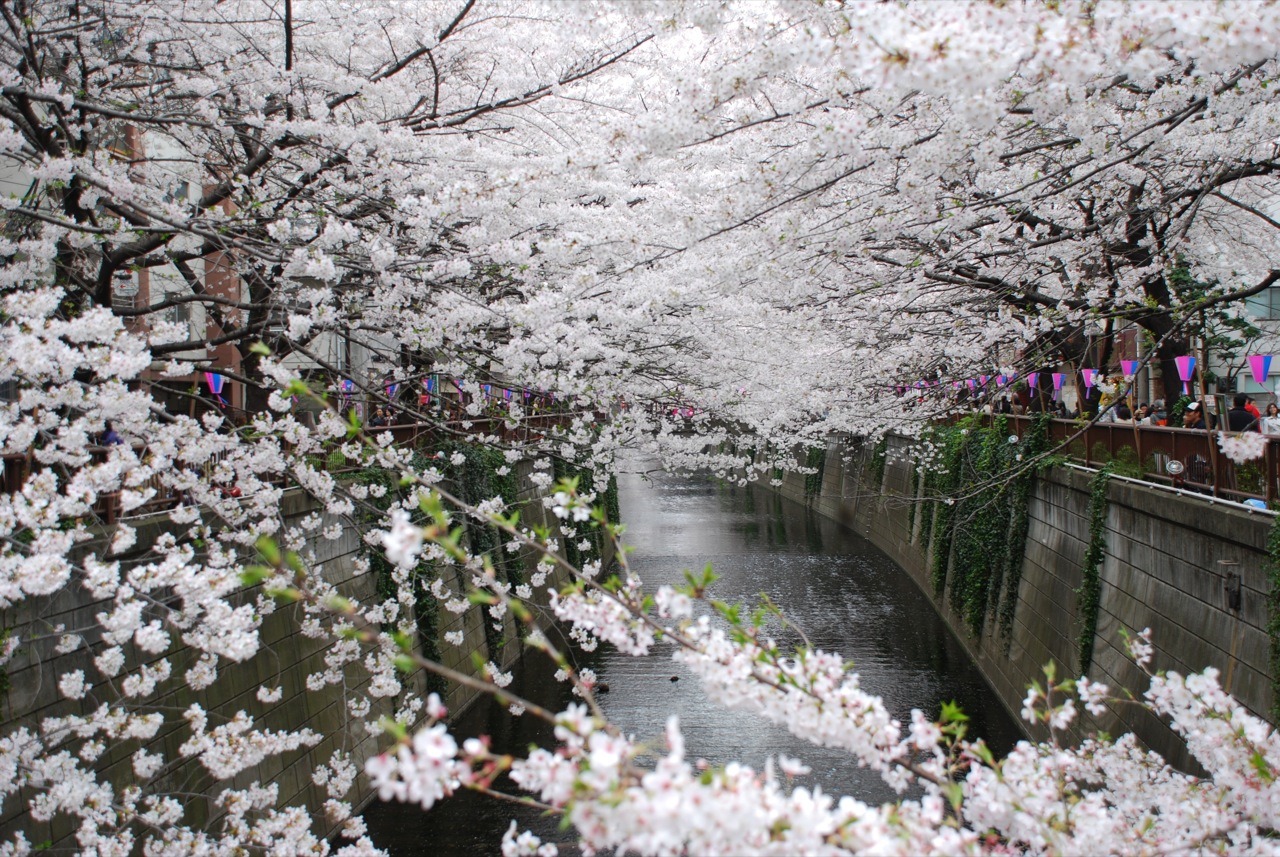 Detail Background Pohon Sakura Nomer 38