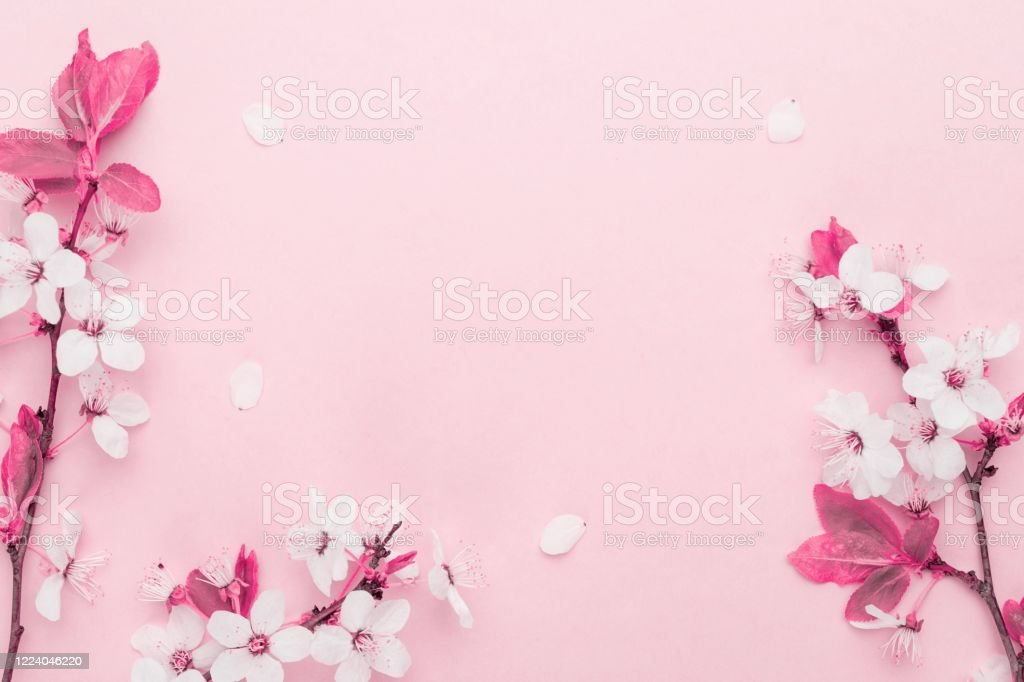 Detail Background Pohon Sakura Nomer 44