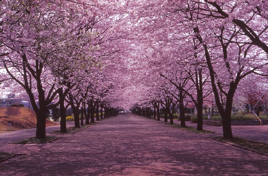 Detail Background Pohon Sakura Nomer 46
