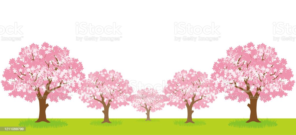 Detail Background Pohon Sakura Nomer 49