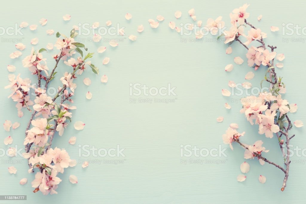 Detail Background Pohon Sakura Nomer 50
