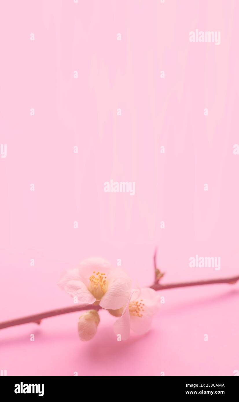 Detail Background Polos Lucu Nomer 28