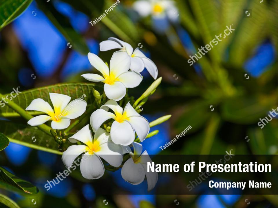 Detail Background Power Point Bali Nomer 38