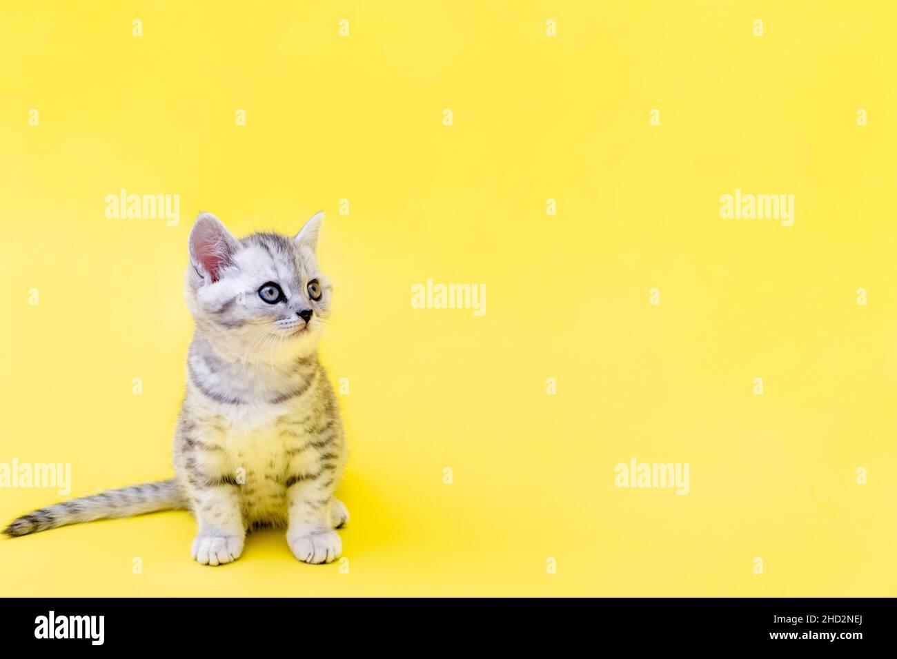 Detail Background Power Point Kucing Nomer 42