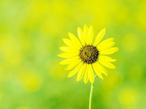 Detail Background Power Point Kuning Nomer 54
