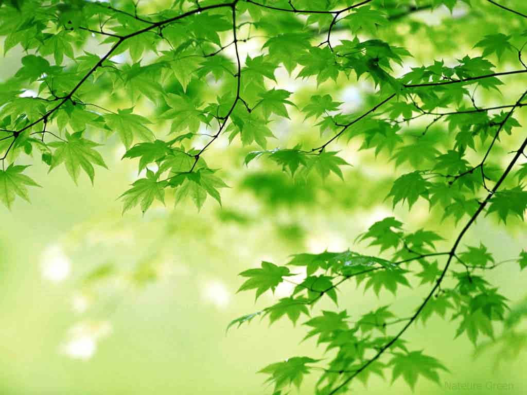 Detail Background Power Point Pemandangan Alam Nomer 13