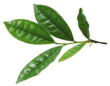 Detail Chinesische Teepflanze Nomer 20