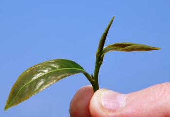 Detail Chinesische Teepflanze Nomer 23
