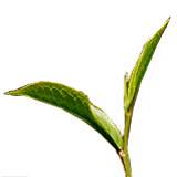 Detail Chinesische Teepflanze Nomer 4