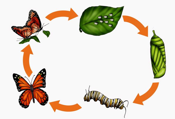 Detail Schmetterling Lebenszyklus Nomer 2