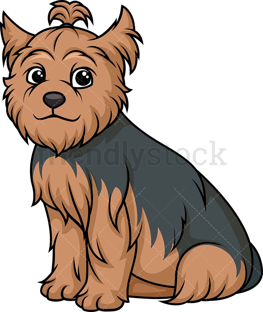 Detail Yorkshire Terrier Bilder Nomer 2