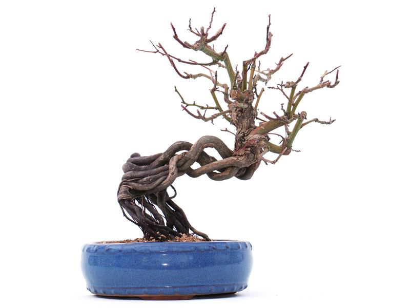 Detail Bonsai Blumentopf Nomer 14