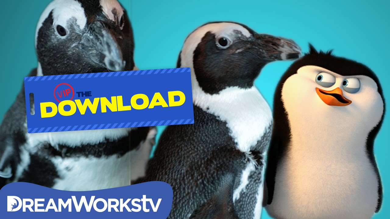 Detail Download Madagascar Penguins Nomer 41