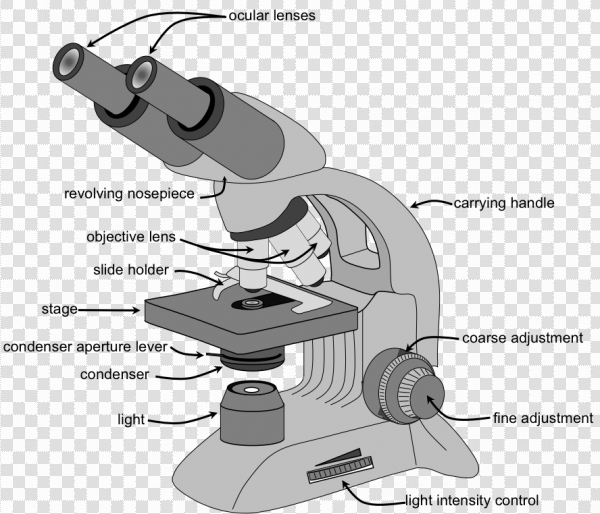 Detail Download Microscope Nomer 21