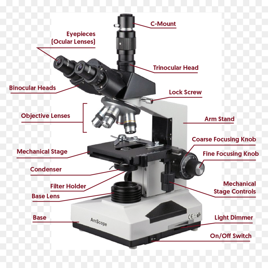 Detail Download Microscope Nomer 27