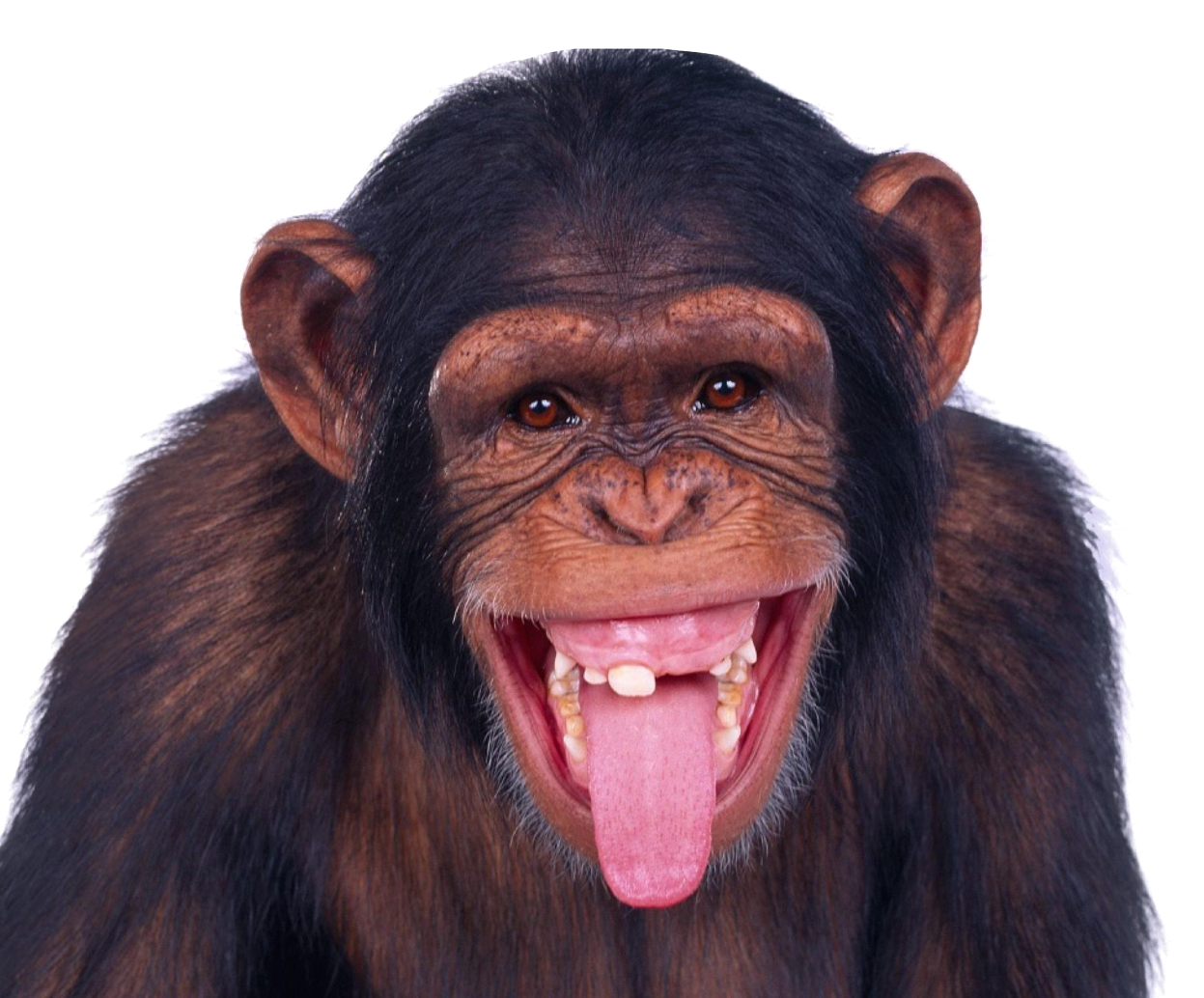 Detail Download Monkey Nomer 3