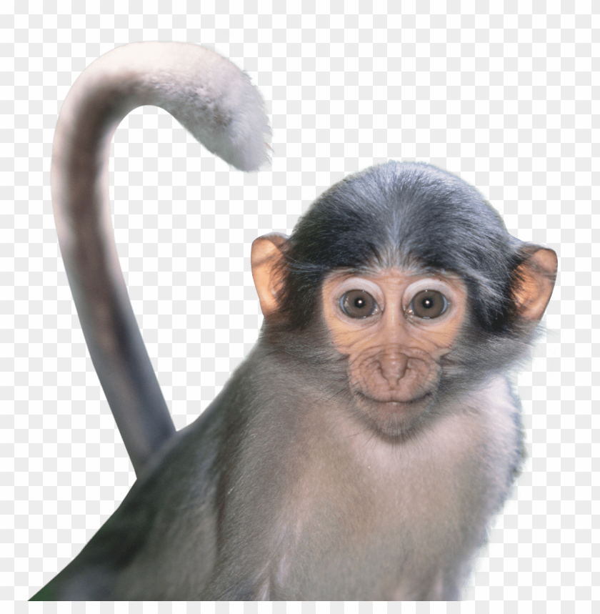 Detail Download Monkey Nomer 21