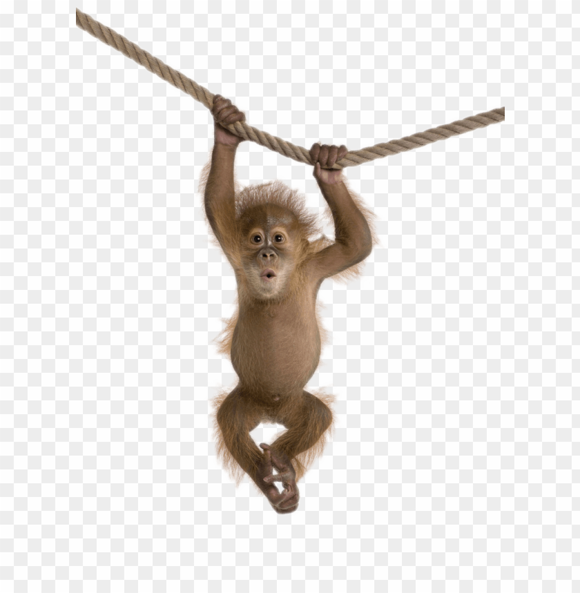 Detail Download Monkey Nomer 24