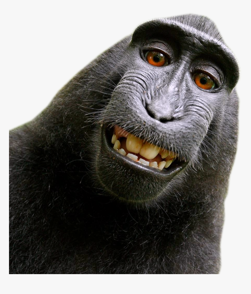 Detail Download Monkey Nomer 6