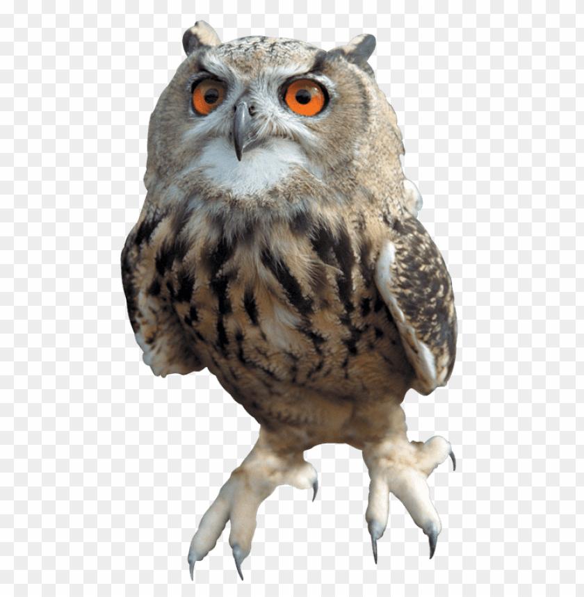 Detail Download Owl Nomer 12