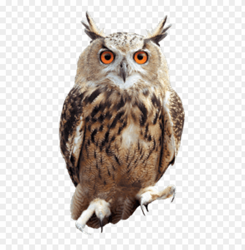 Detail Download Owl Nomer 7