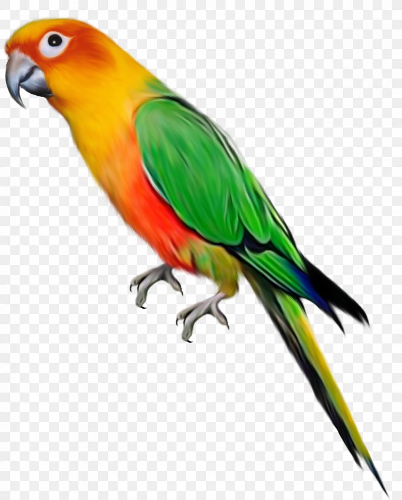 Detail Download Parrot Nomer 17