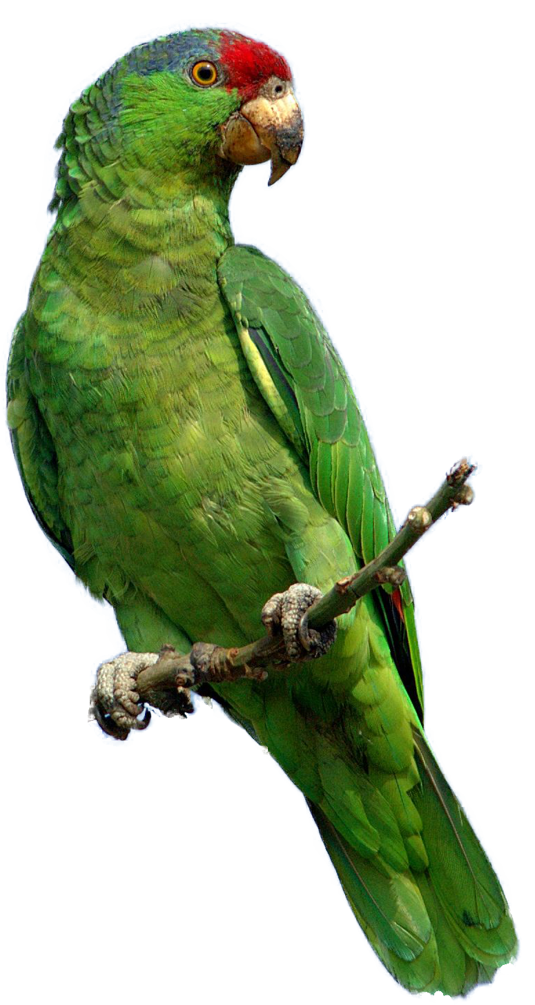 Detail Download Parrot Nomer 27
