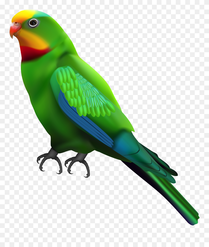 Detail Download Parrot Nomer 32