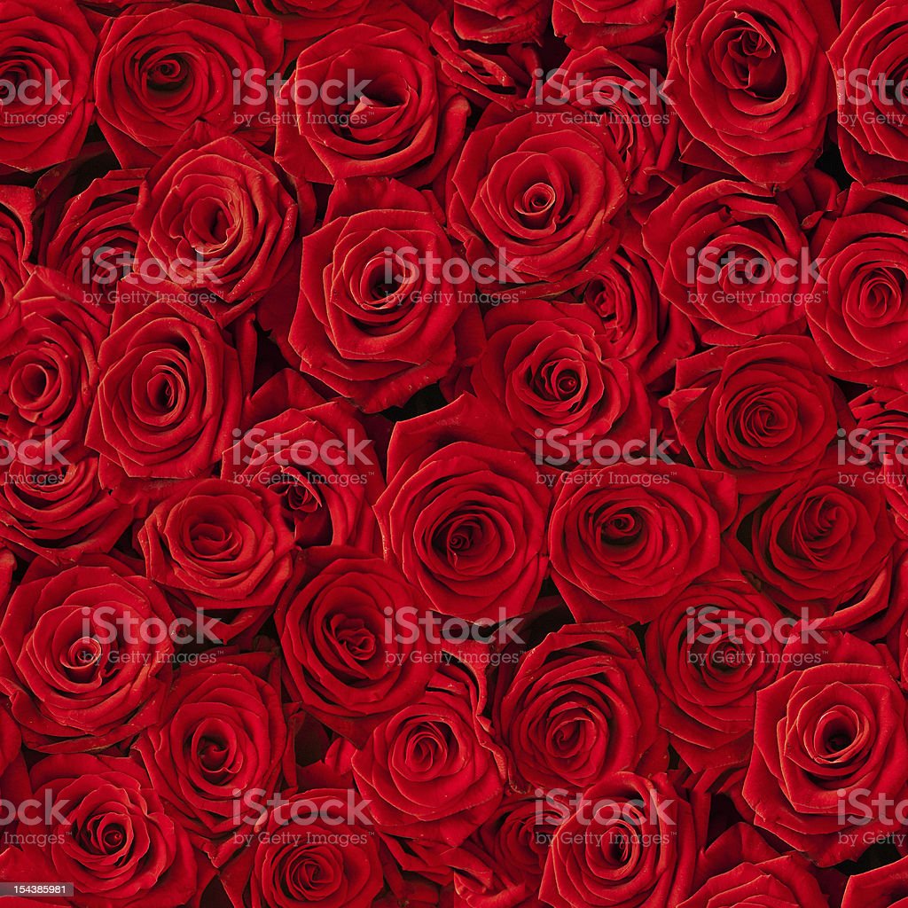 Detail Download Pictures Of Roses Nomer 41