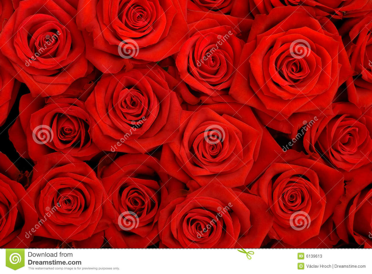 Detail Download Pictures Of Roses Nomer 7