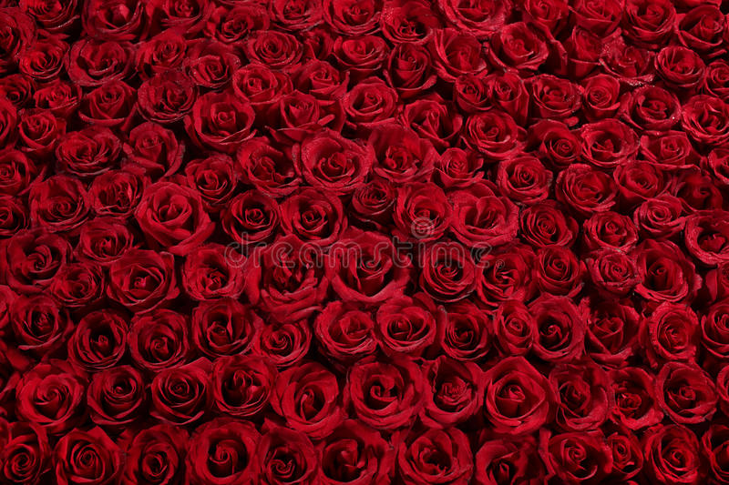 Detail Download Pictures Of Roses Nomer 9