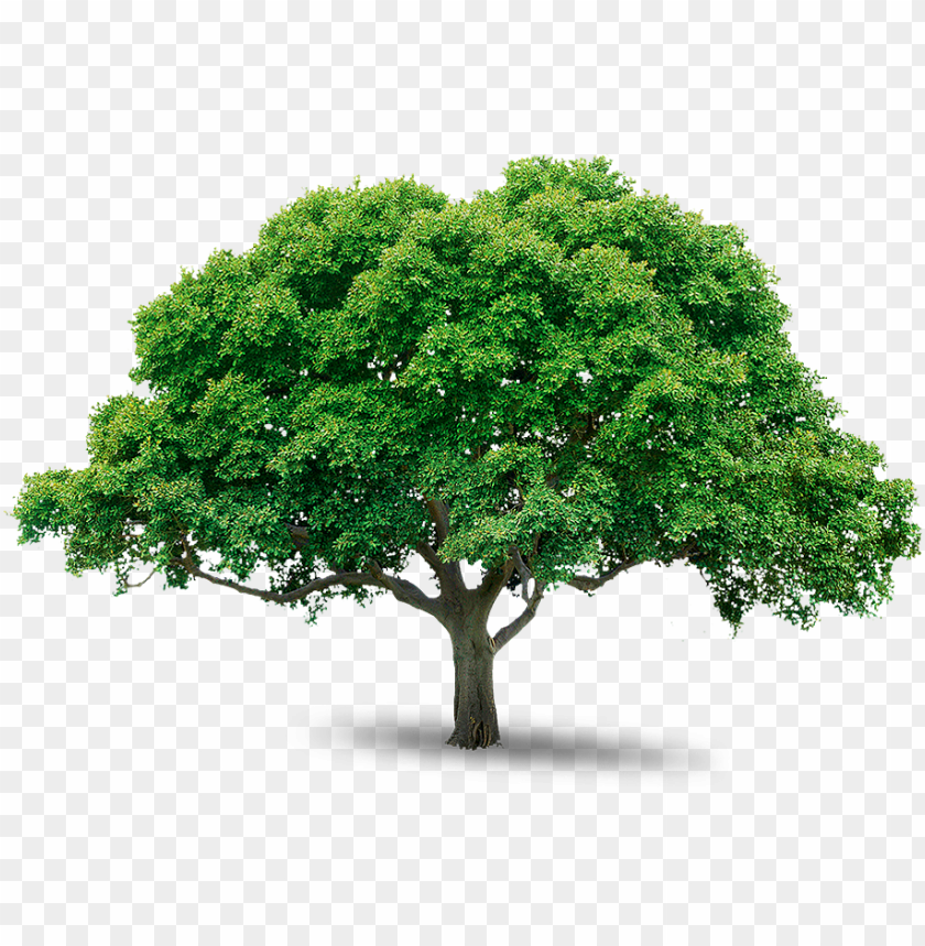 Detail Download Png Tree Nomer 2