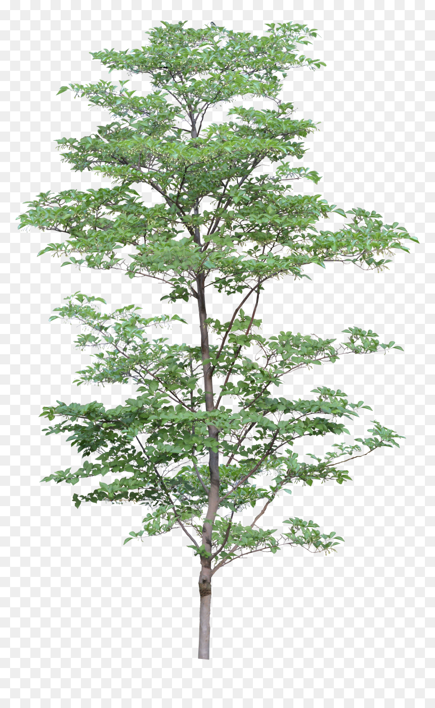 Detail Download Png Tree Nomer 19