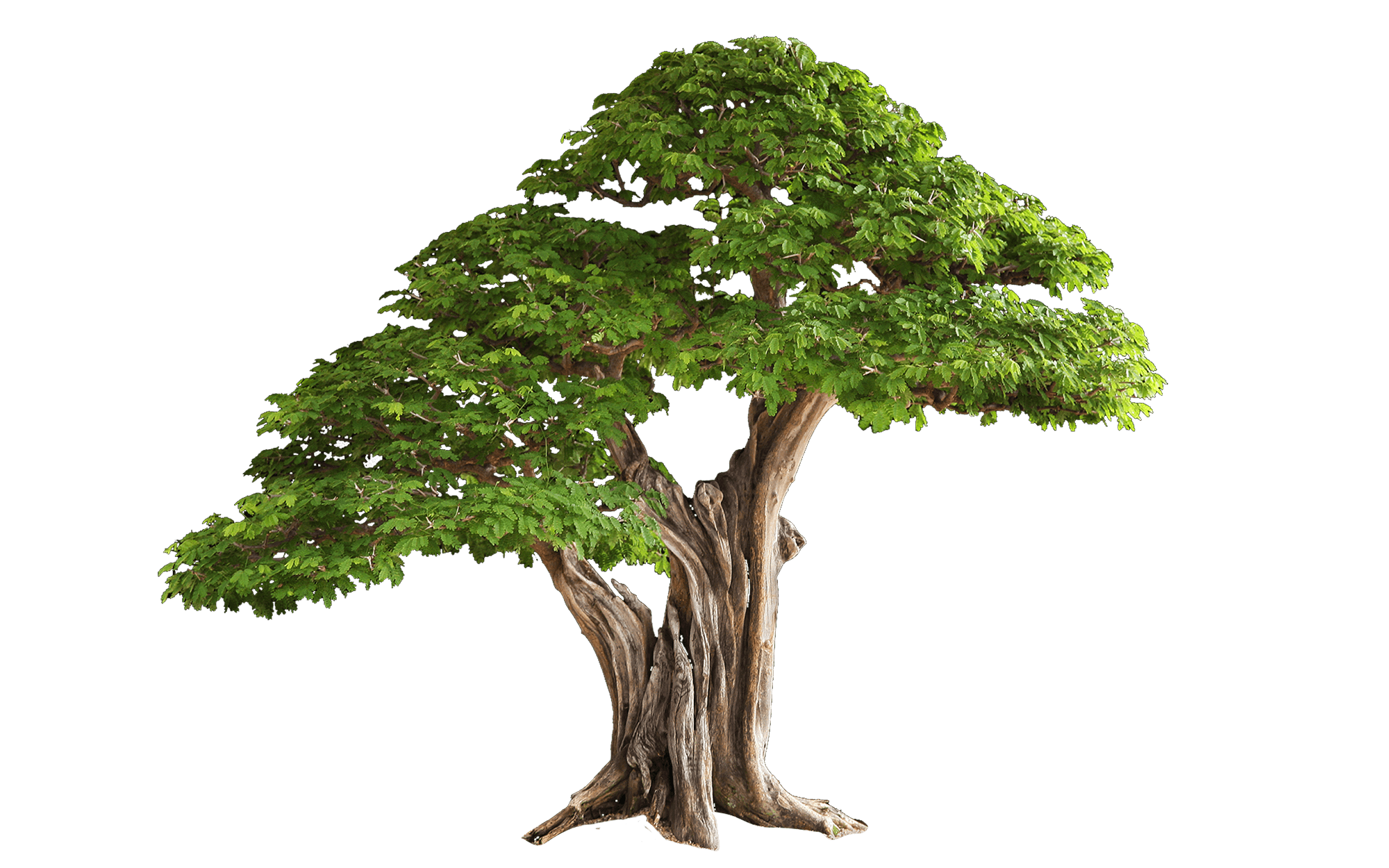 Detail Download Png Tree Nomer 23