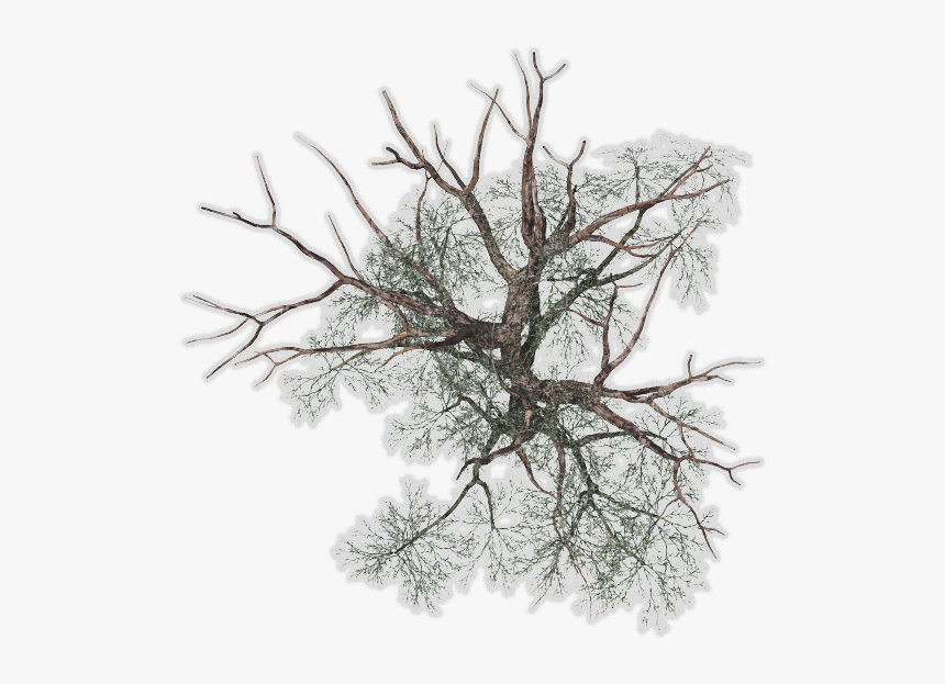 Detail Download Png Tree Nomer 24