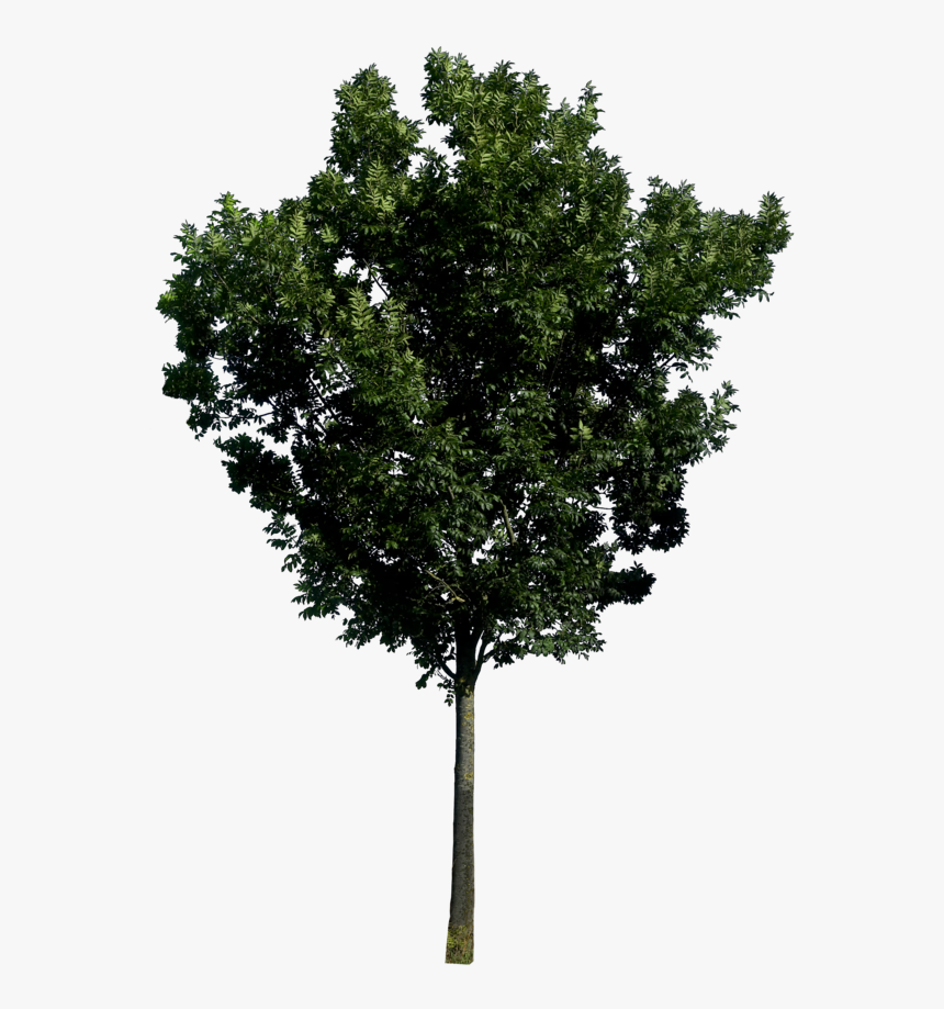 Detail Download Png Tree Nomer 25