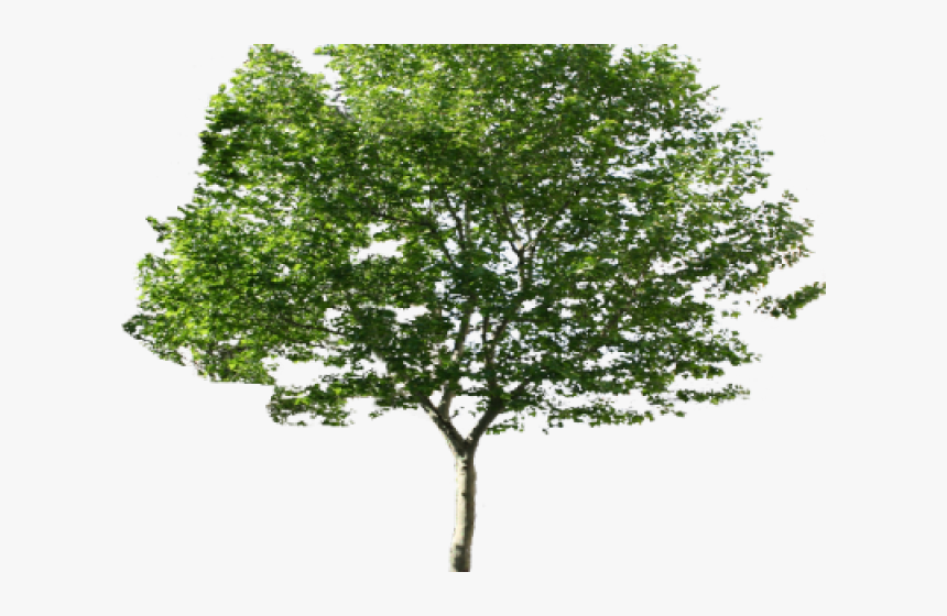 Detail Download Png Tree Nomer 32