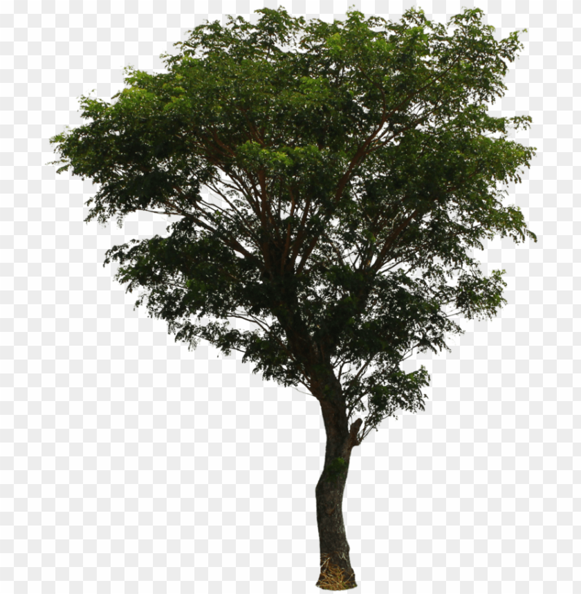 Detail Download Png Tree Nomer 5