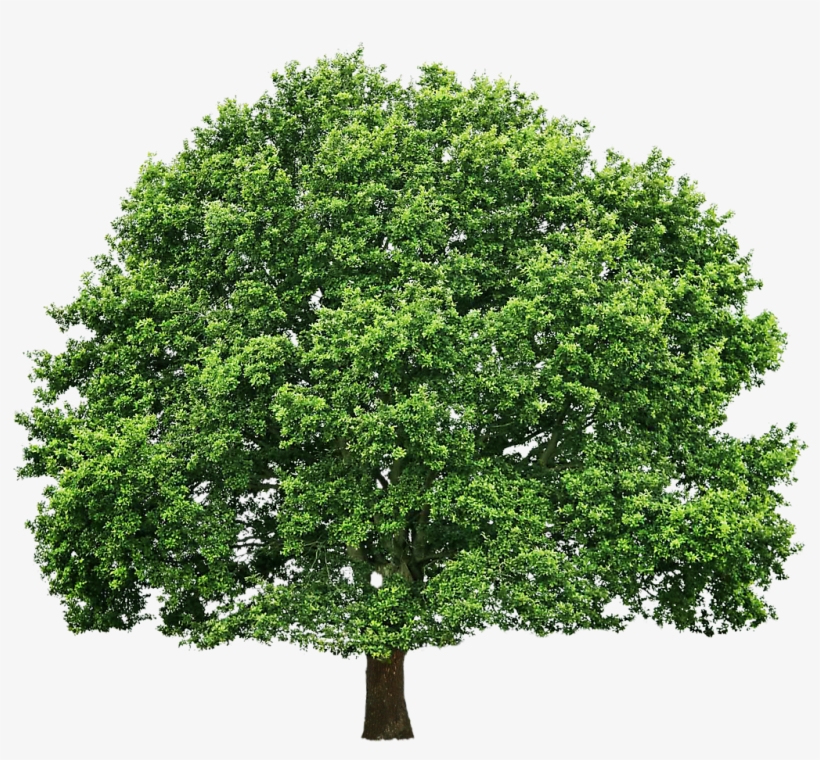 Detail Download Png Tree Nomer 38