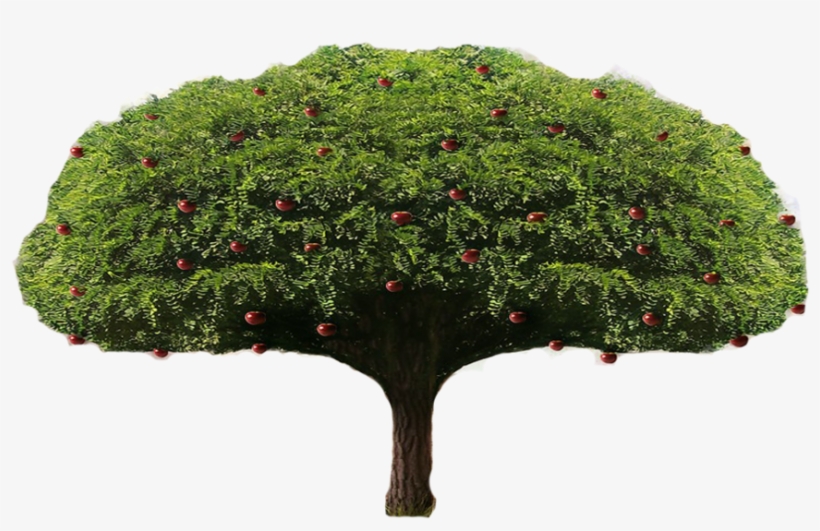 Detail Download Png Tree Nomer 54