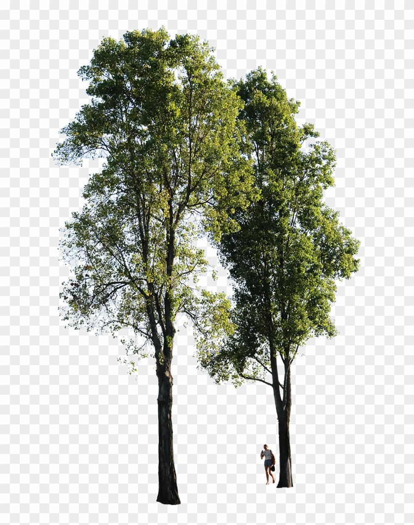 Detail Download Png Tree Nomer 7